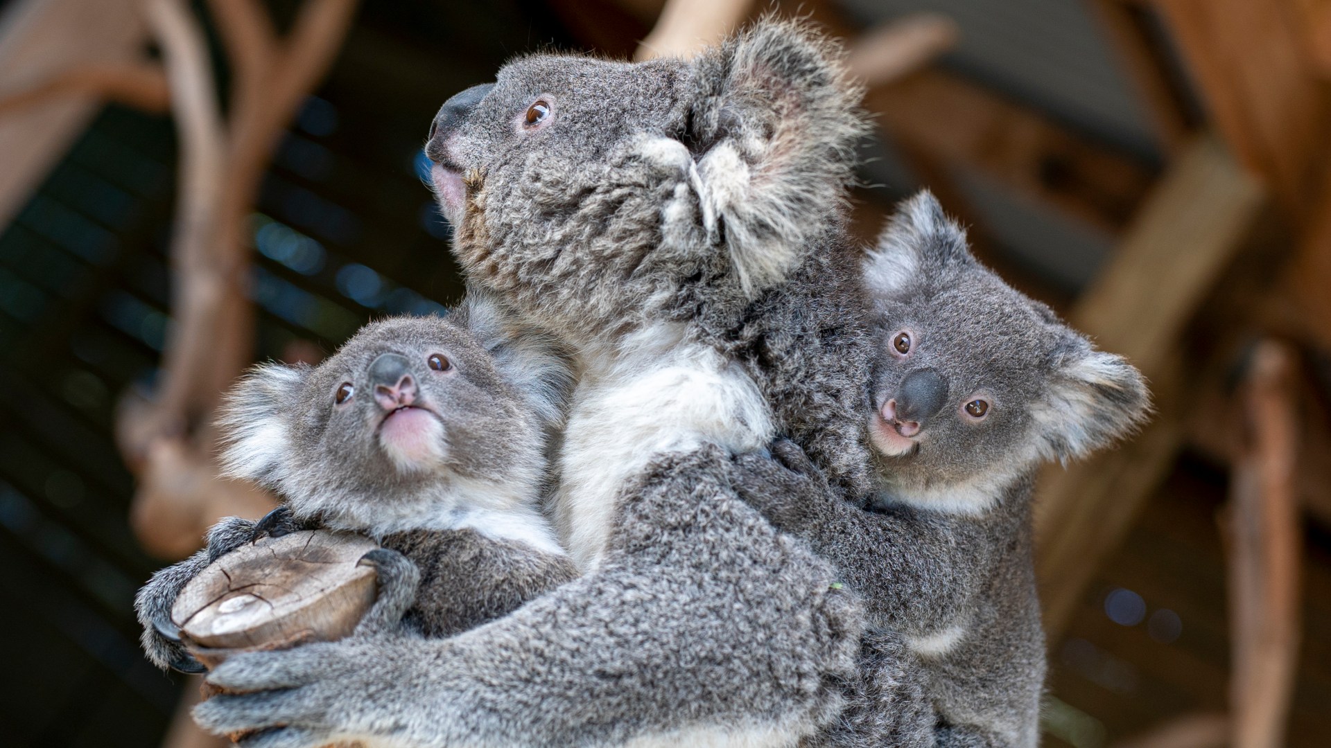 Cuteness Alert: Messenger Hosts World\'s First Koala Room to ...